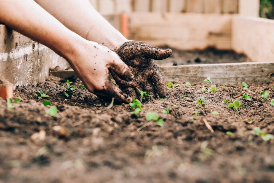 Photo Garden bed