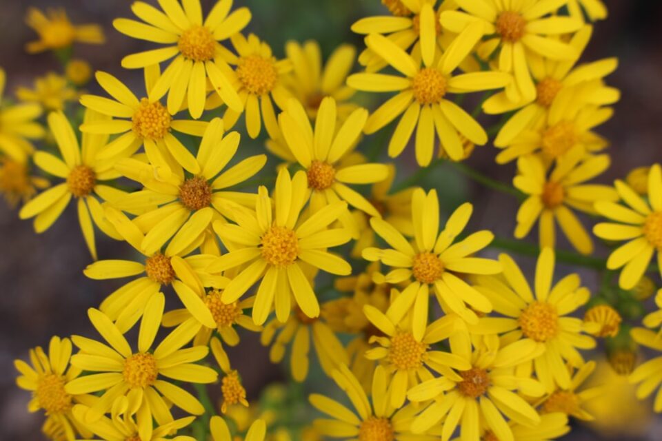 Photo Yellow flowers